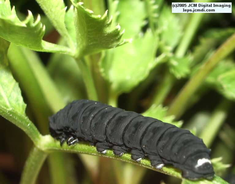 Papilio indra fordi (Ford's Indra Swallowtail Butterfly) images and rearing documentary