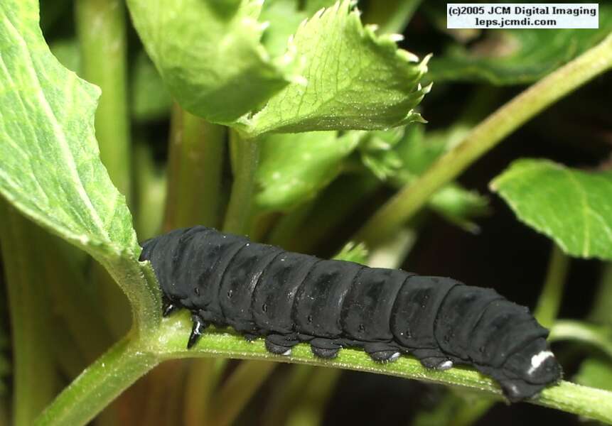 Papilio indra fordi (Ford's Indra Swallowtail Butterfly) images and rearing documentary