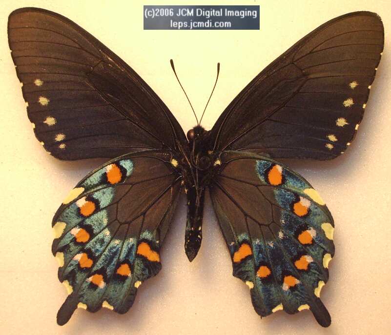 Life Cycle JCMDI image