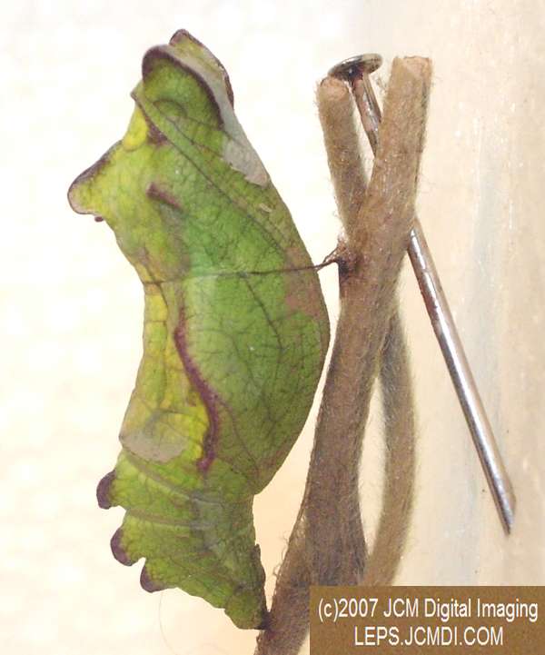 Life Cycle JCMDI image