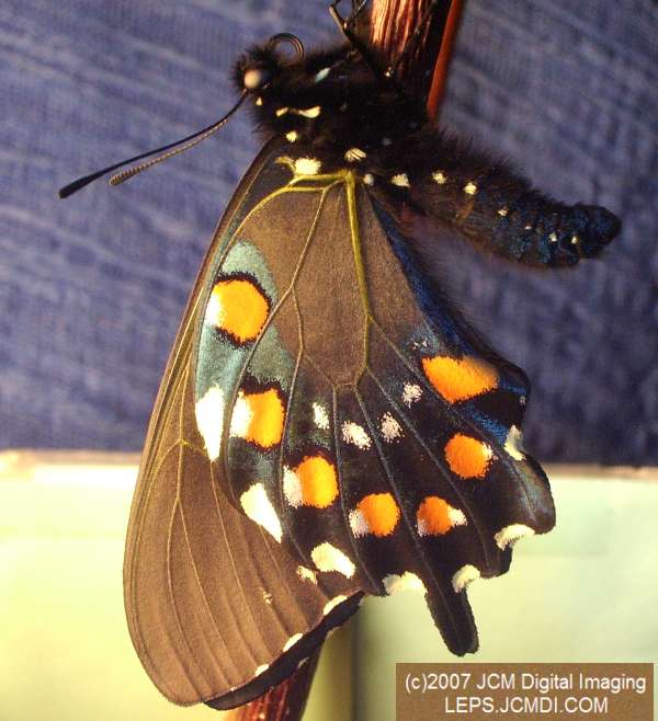 Life Cycle JCMDI image