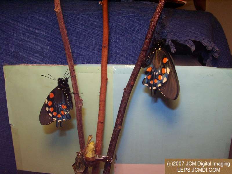 Life Cycle JCMDI image