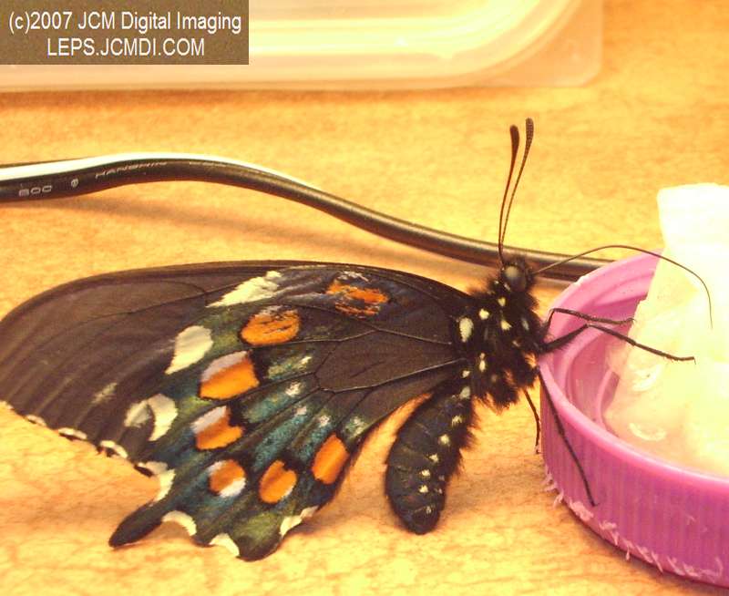 Life Cycle JCMDI image