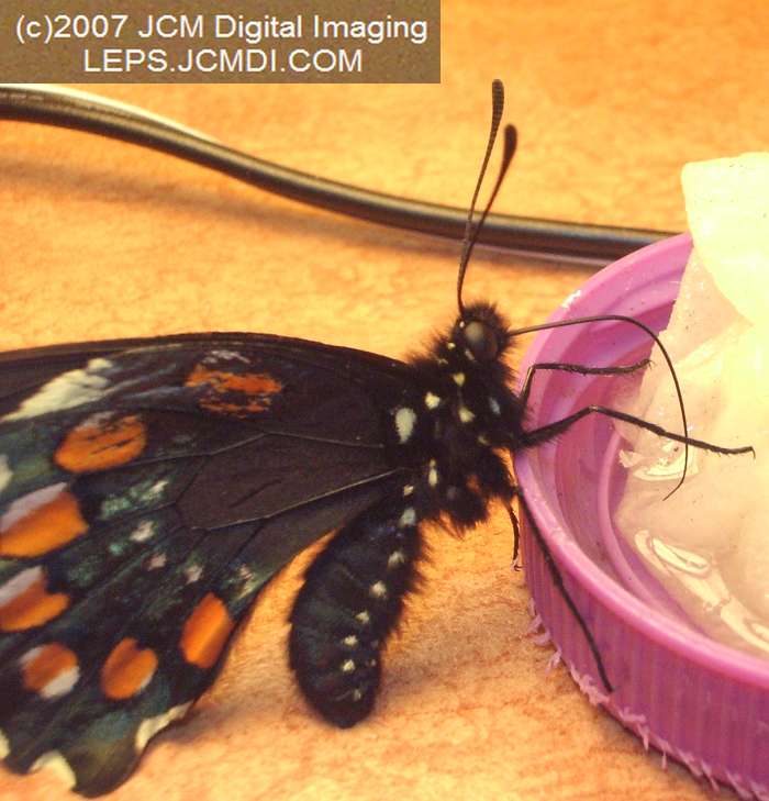 Life Cycle JCMDI image