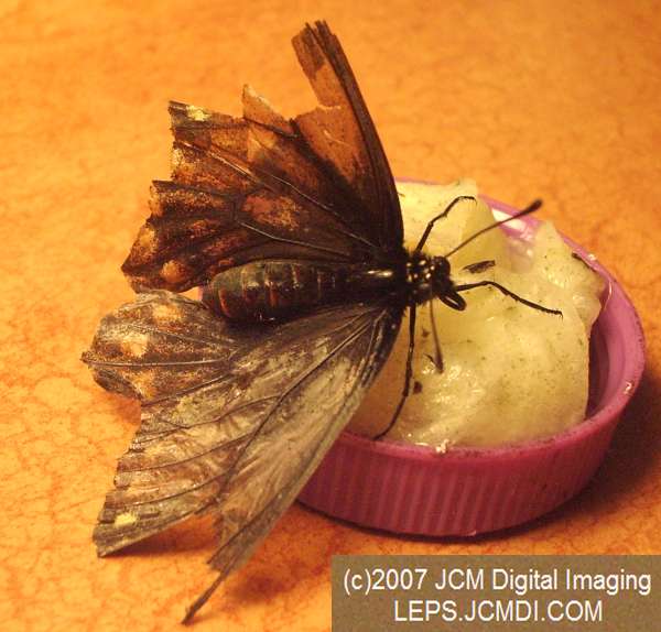 Life Cycle JCMDI image