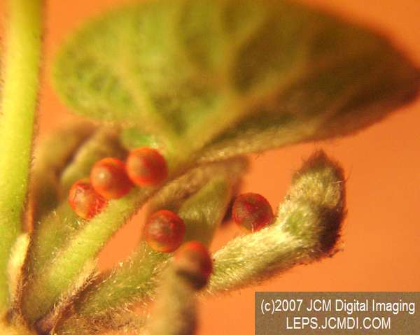 Life Cycle JCMDI image
