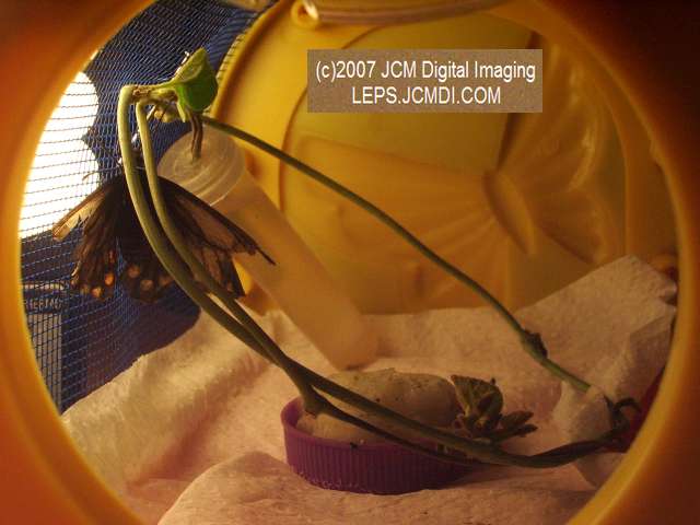 Life Cycle JCMDI image
