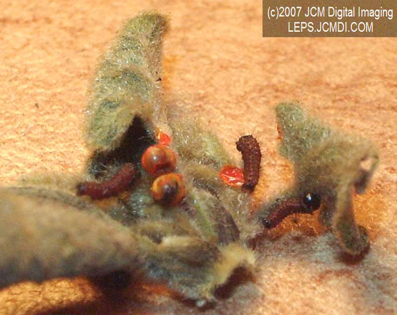 Life Cycle JCMDI image