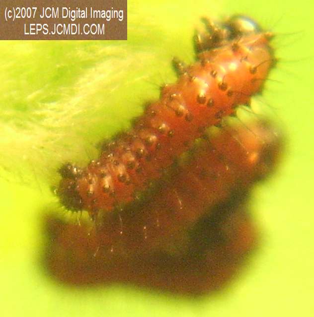 Life Cycle JCMDI image