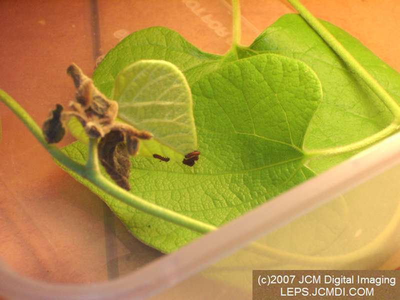 Life Cycle JCMDI image