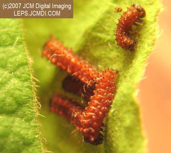 Life Cycle JCMDI image