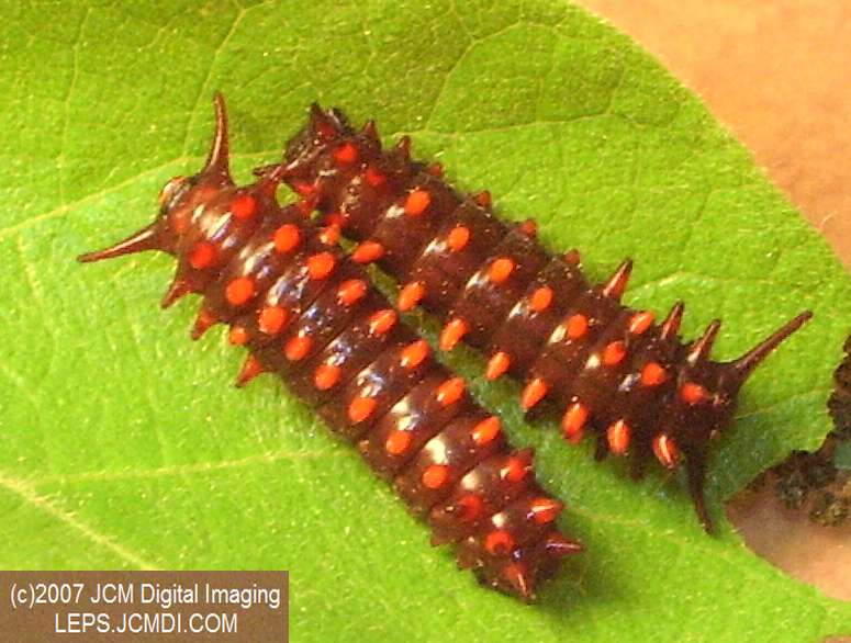 Life Cycle JCMDI image