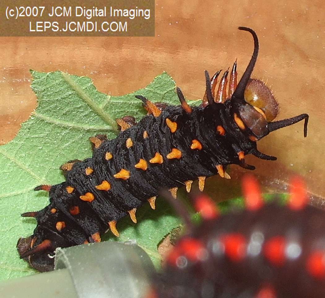 Life Cycle JCMDI image