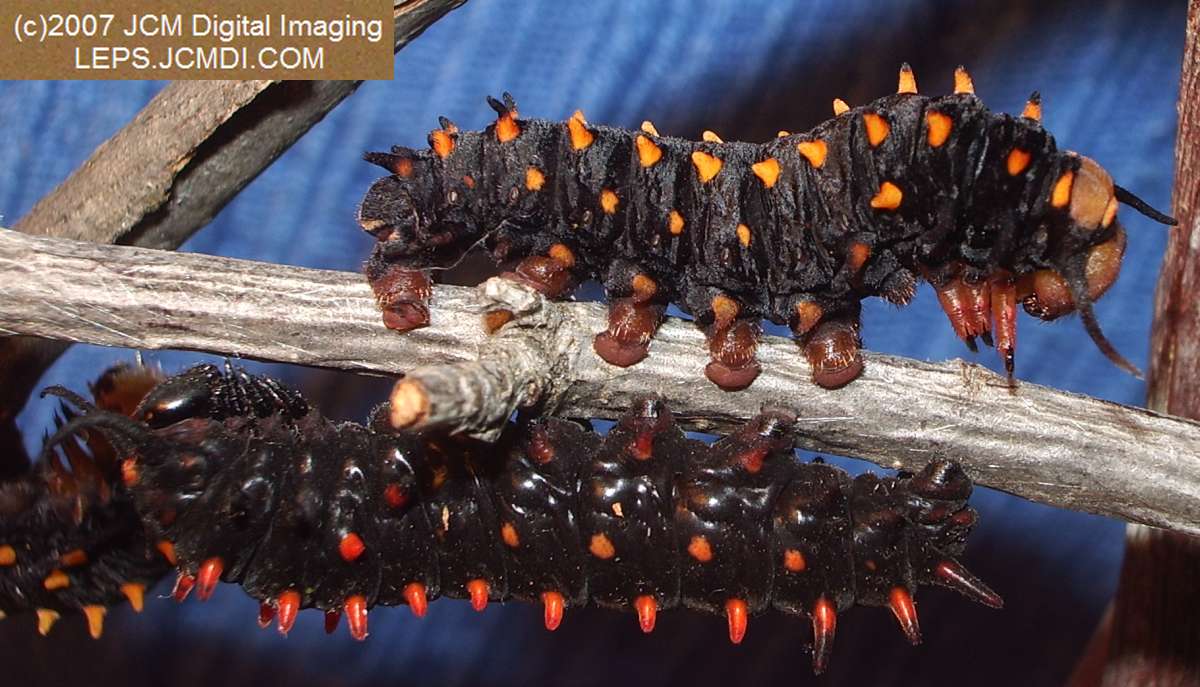 Life Cycle JCMDI image