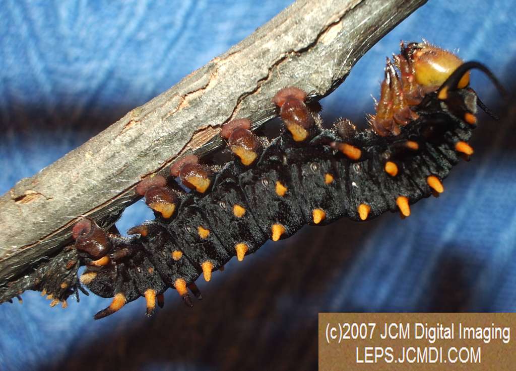 Life Cycle JCMDI image