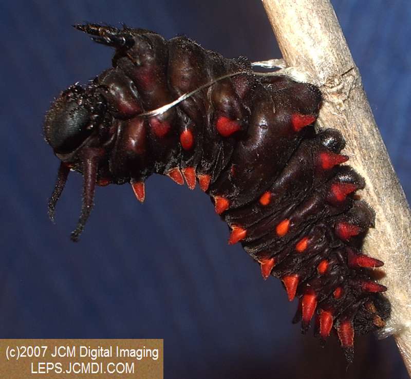 Life Cycle JCMDI image