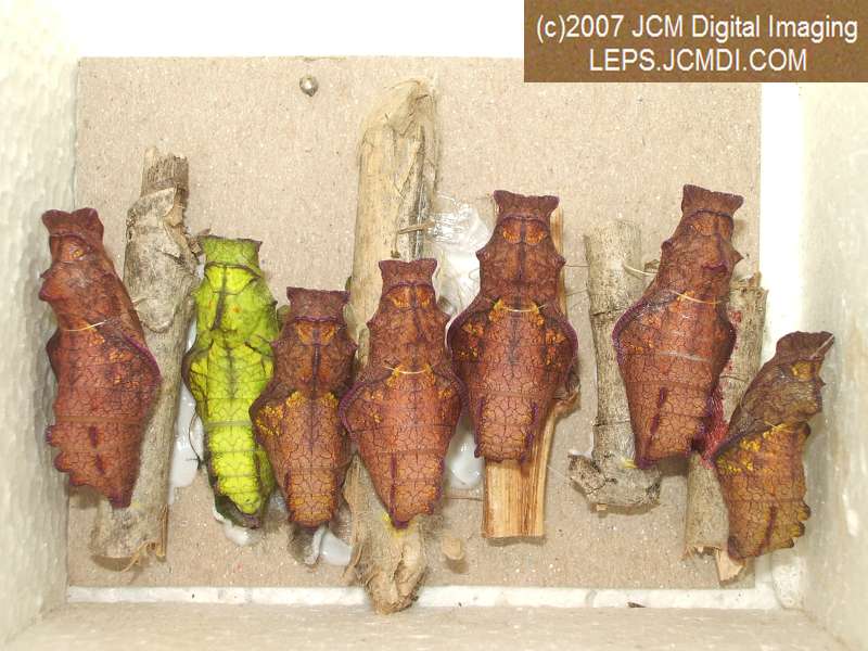 Life Cycle JCMDI image
