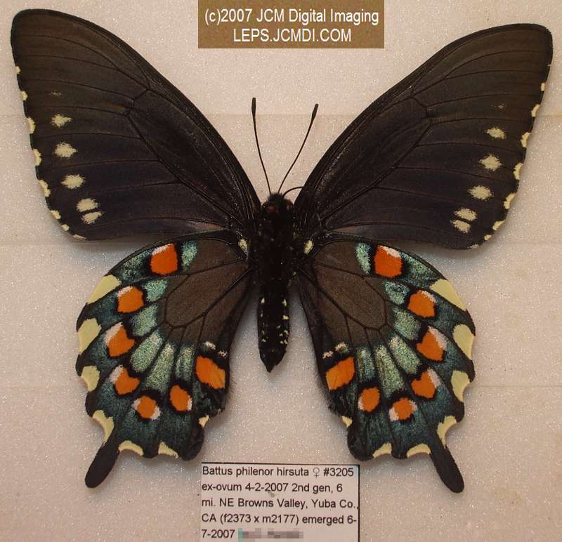 Life Cycle JCMDI image