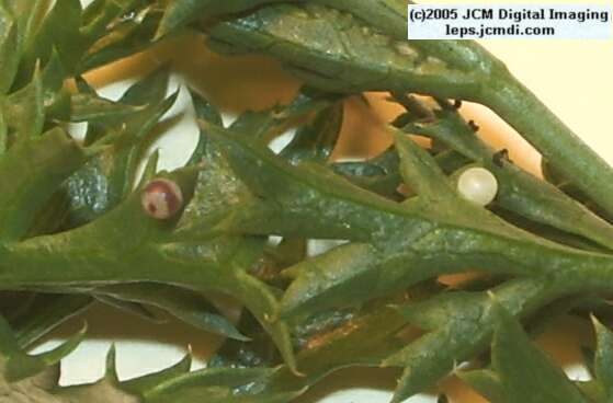 Phyllis' Indra Swallowtail (Papilio indra phyllisae) rearing and life cycle images