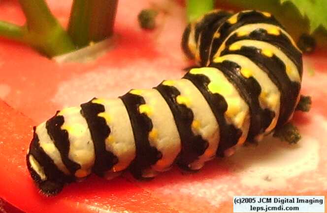 Phyllis' Indra Swallowtail (Papilio indra phyllisae) rearing and life cycle images