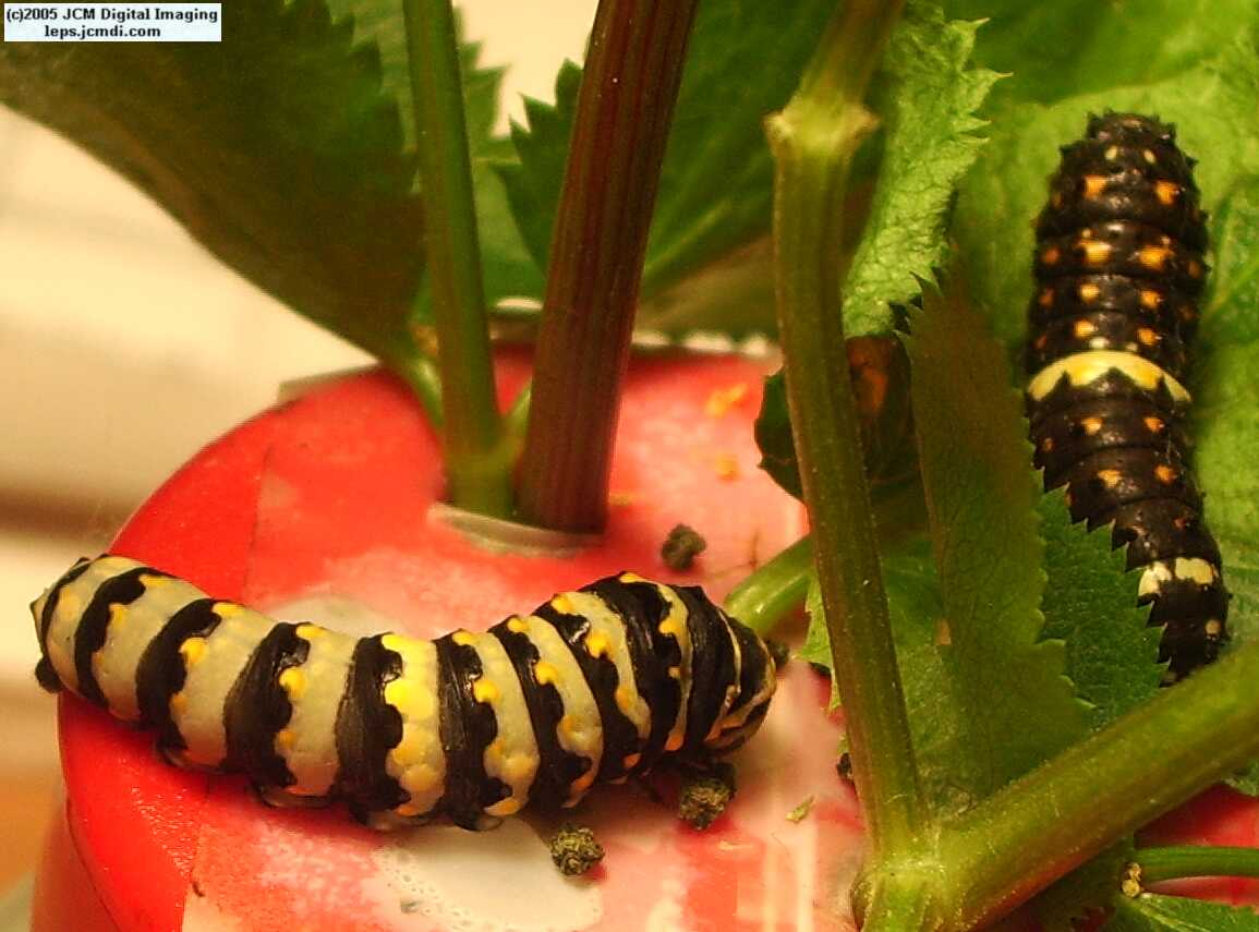 Phyllis' Indra Swallowtail (Papilio indra phyllisae) rearing and life cycle images