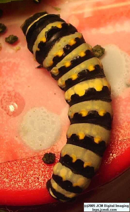 Phyllis' Indra Swallowtail (Papilio indra phyllisae) rearing and life cycle images