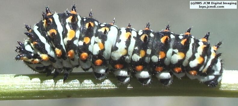 Phyllis' Indra Swallowtail (Papilio indra phyllisae) rearing and life cycle images