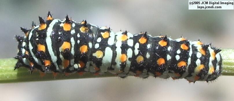 Phyllis' Indra Swallowtail (Papilio indra phyllisae) rearing and life cycle images