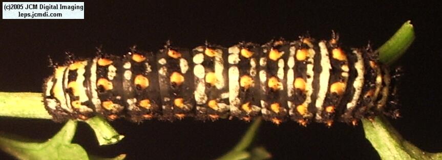 Phyllis' Indra Swallowtail (Papilio indra phyllisae) rearing and life cycle images