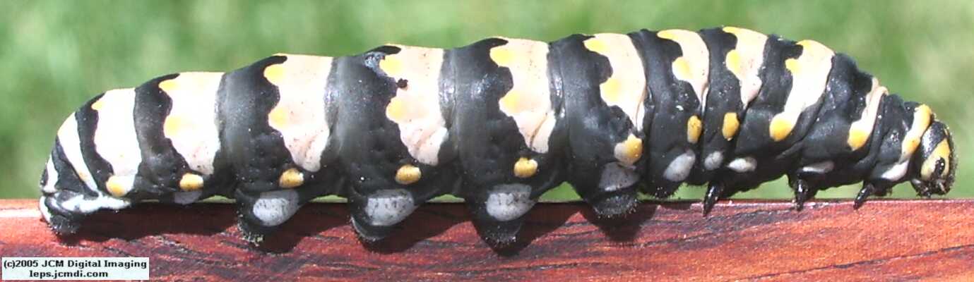 Phyllis' Indra Swallowtail (Papilio indra phyllisae) rearing and life cycle images