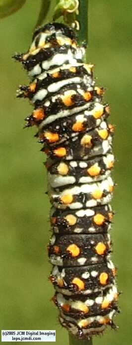 Phyllis' Indra Swallowtail (Papilio indra phyllisae) rearing and life cycle images