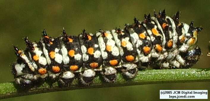 Phyllis' Indra Swallowtail (Papilio indra phyllisae) rearing and life cycle images