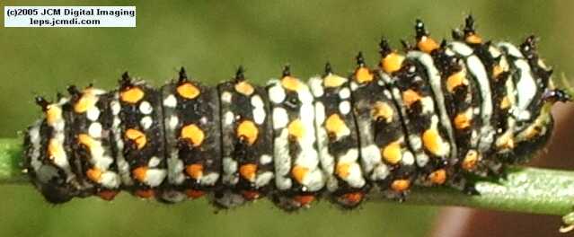 Phyllis' Indra Swallowtail (Papilio indra phyllisae) rearing and life cycle images