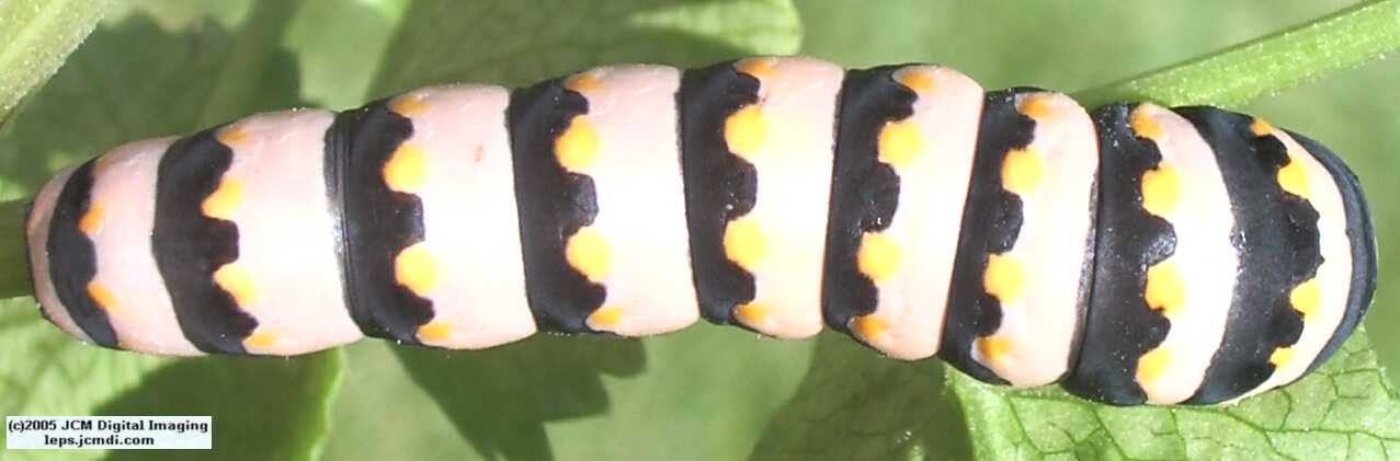 Phyllis' Indra Swallowtail (Papilio indra phyllisae) rearing and life cycle images