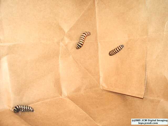 Phyllis' Indra Swallowtail (Papilio indra phyllisae) rearing and life cycle images