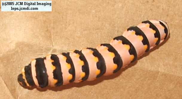 Phyllis' Indra Swallowtail (Papilio indra phyllisae) rearing and life cycle images