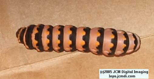 Phyllis' Indra Swallowtail (Papilio indra phyllisae) rearing and life cycle images