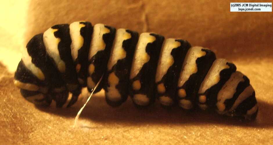 Phyllis' Indra Swallowtail (Papilio indra phyllisae) rearing and life cycle images