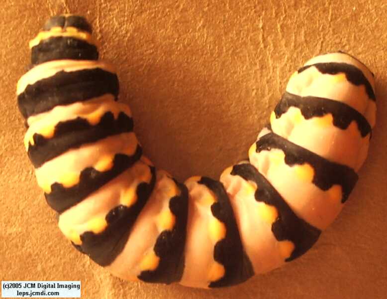 Phyllis' Indra Swallowtail (Papilio indra phyllisae) rearing and life cycle images