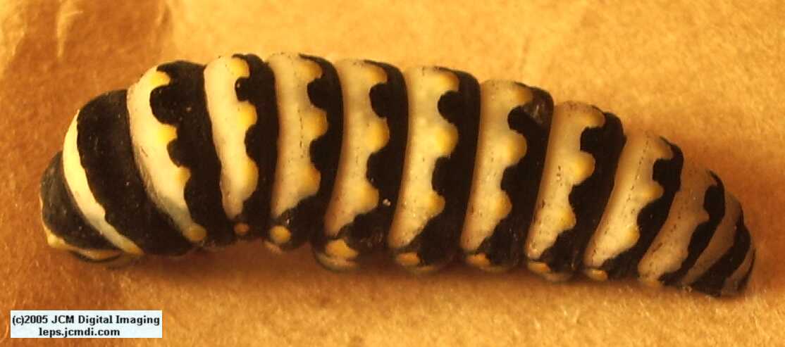 Phyllis' Indra Swallowtail (Papilio indra phyllisae) rearing and life cycle images