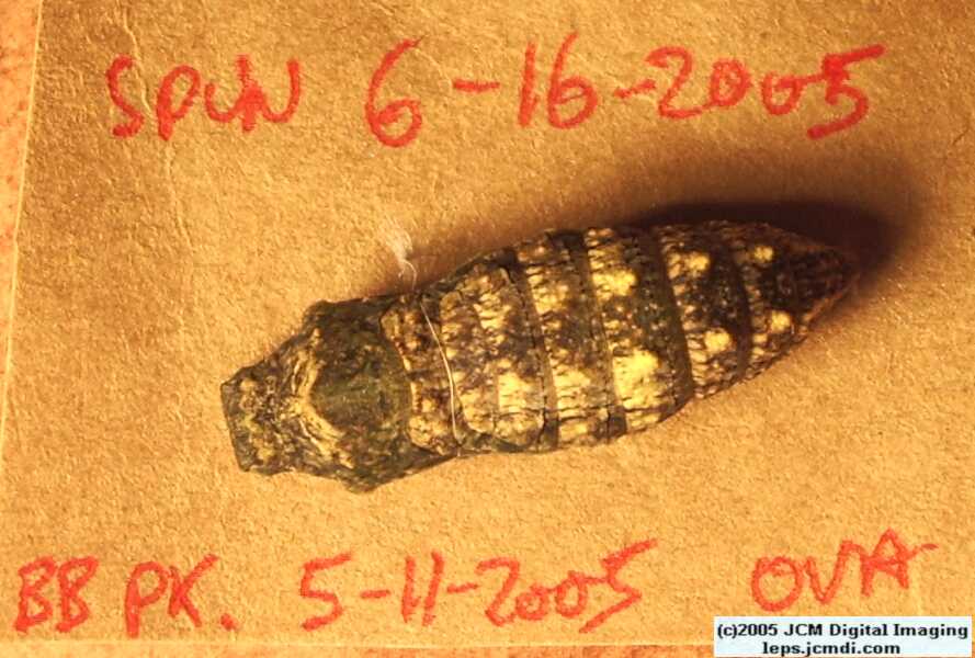 Phyllis' Indra Swallowtail (Papilio indra phyllisae) rearing and life cycle images