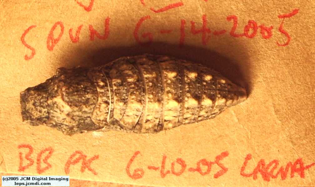 Phyllis' Indra Swallowtail (Papilio indra phyllisae) rearing and life cycle images
