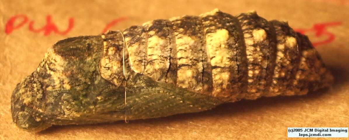 Phyllis' Indra Swallowtail (Papilio indra phyllisae) rearing and life cycle images