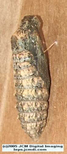 Phyllis' Indra Swallowtail (Papilio indra phyllisae) rearing and life cycle images
