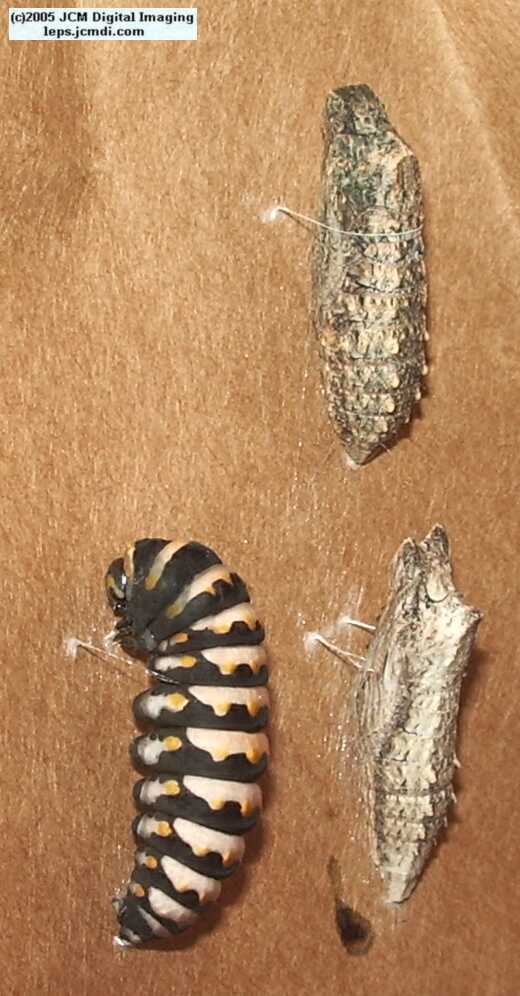 Phyllis' Indra Swallowtail (Papilio indra phyllisae) rearing and life cycle images
