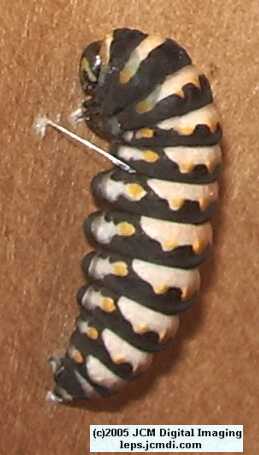 Phyllis' Indra Swallowtail (Papilio indra phyllisae) rearing and life cycle images