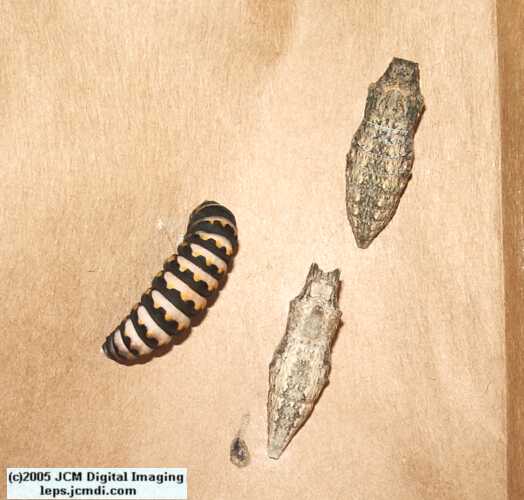 Phyllis' Indra Swallowtail (Papilio indra phyllisae) rearing and life cycle images
