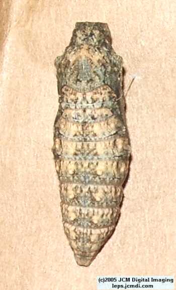 Phyllis' Indra Swallowtail (Papilio indra phyllisae) rearing and life cycle images
