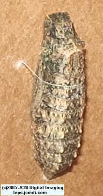 Phyllis' Indra Swallowtail (Papilio indra phyllisae) rearing and life cycle images