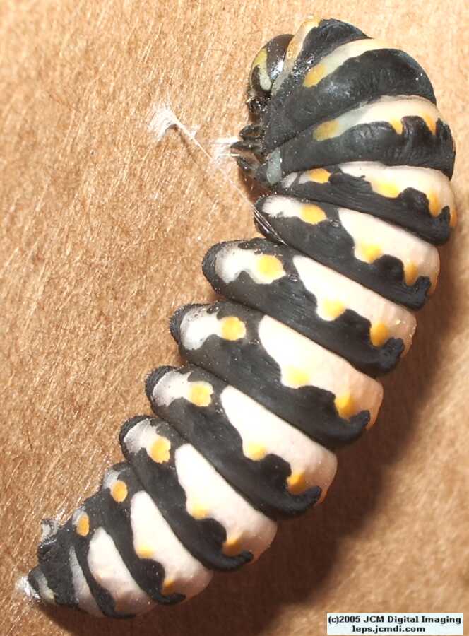 Phyllis' Indra Swallowtail (Papilio indra phyllisae) rearing and life cycle images